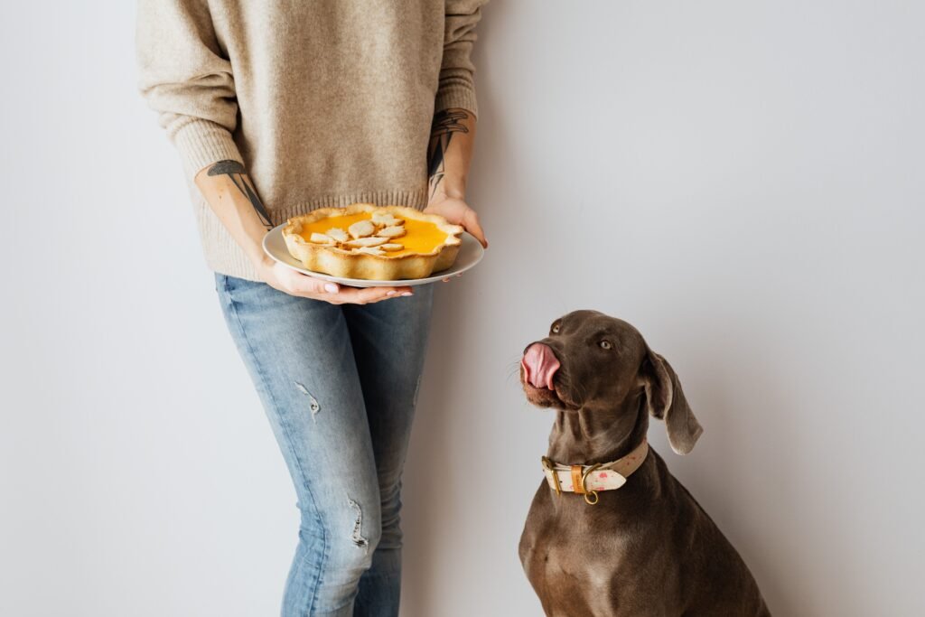 Cachorro perto de comida humana sobre a mesa, ilustrando alimentos proibidos para cães