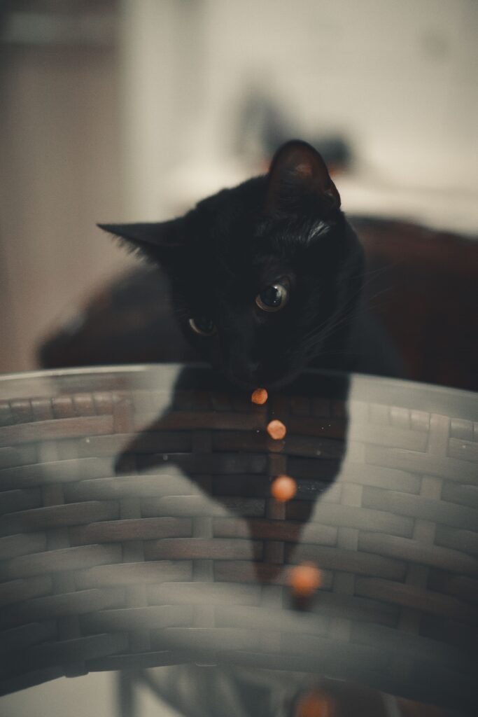 Gato observando comida seca sobre mesa de vidro, ilustrando alimentos proibidos para gatos