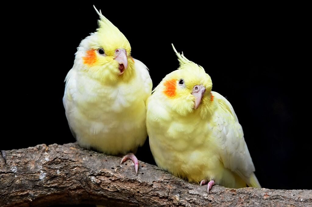 Duas calopsitas de plumagem colorida empoleiradas lado a lado, ilustrando cuidados com pássaros de estimação